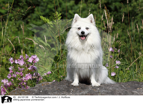 sitzender Japanspitz / sitting japanese pomeranian / JH-16138