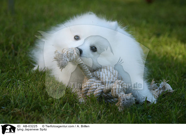 liegender Japanspitz / lying Japanese Spitz / AB-03225