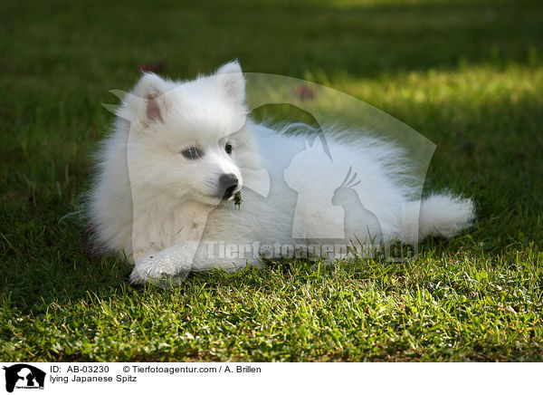 liegender Japanspitz / lying Japanese Spitz / AB-03230