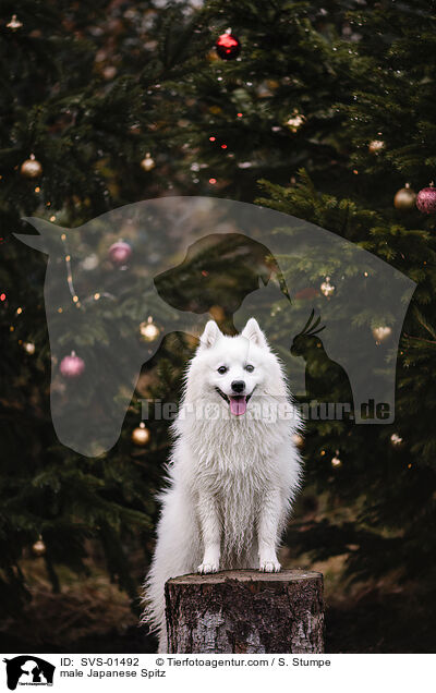 Japanspitz Rde / male Japanese Spitz / SVS-01492