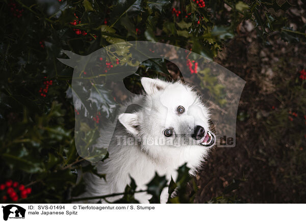 Japanspitz Rde / male Japanese Spitz / SVS-01494