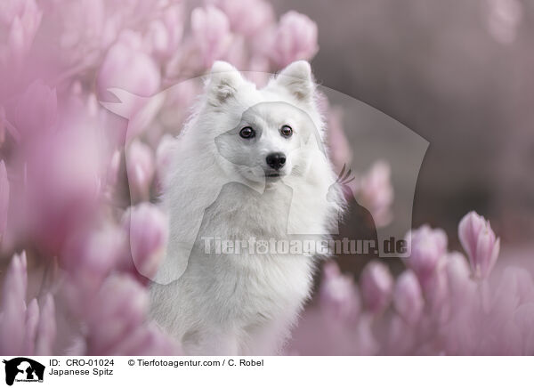 Japanspitz / Japanese Spitz / CRO-01024