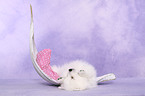 japanese pomeranian puppy
