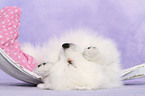 japanese pomeranian puppy