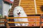 sitting Japanese Spitz Puppy
