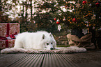 male Japanese Spitz
