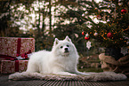 male Japanese Spitz