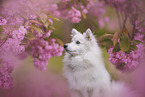 Japanese Spitz