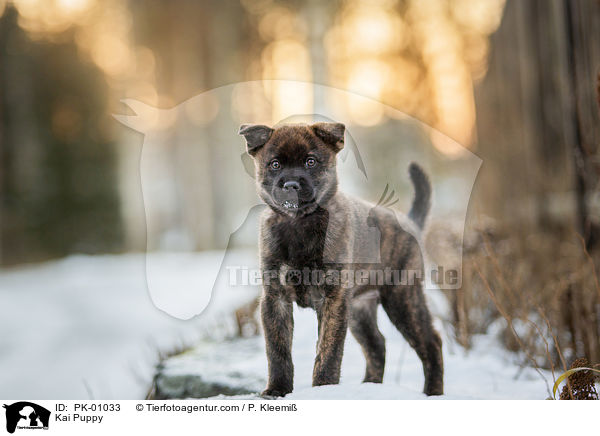 Kai Welpe / Kai Puppy / PK-01033