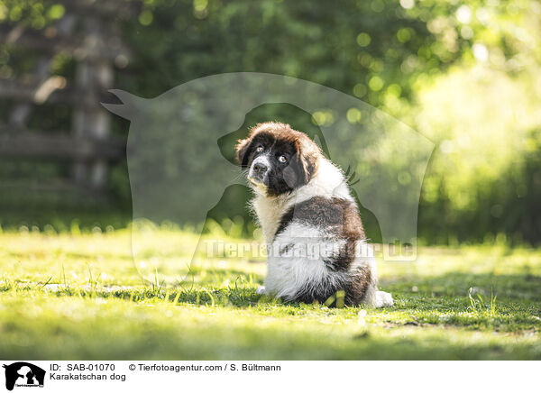Karakatschan dog / SAB-01070