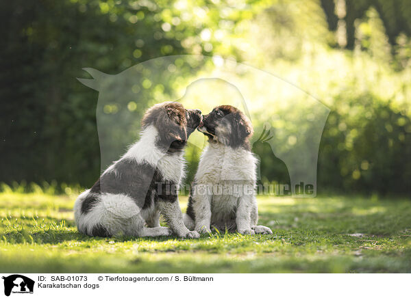 Karakatschan / Karakatschan dogs / SAB-01073