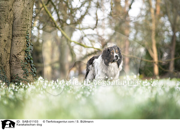 Karakatschan / Karakatschan dog / SAB-01103
