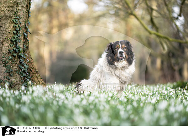 Karakatschan / Karakatschan dog / SAB-01106