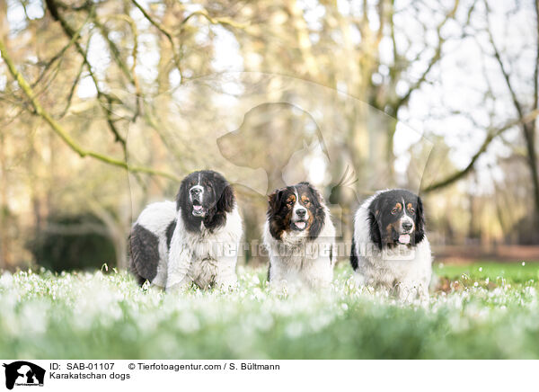 Karakatschan / Karakatschan dogs / SAB-01107