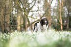 Karakatschan dog