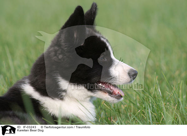 Karelischer Brenhund / Karelian Bear Dog / IF-03243