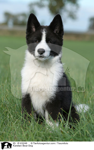 Karelischer Brenhund / Karelian Bear Dog / IF-03246