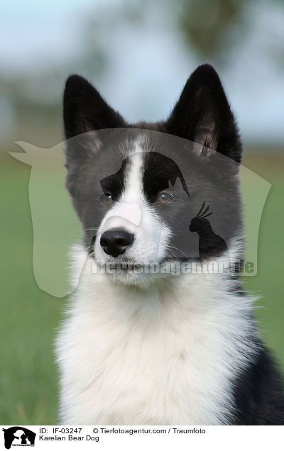 Karelischer Brenhund / Karelian Bear Dog / IF-03247