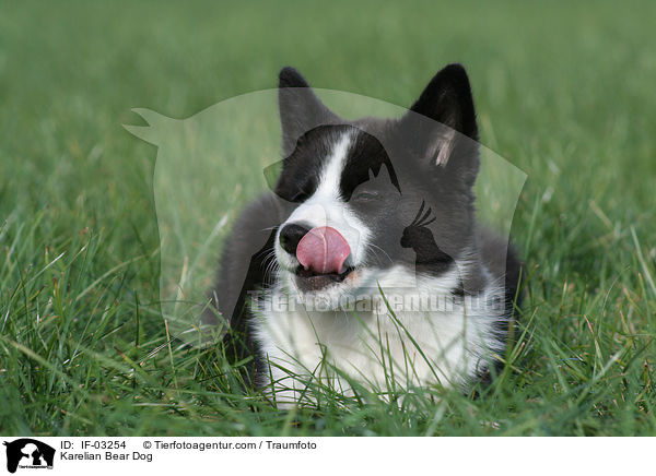 Karelischer Brenhund / Karelian Bear Dog / IF-03254