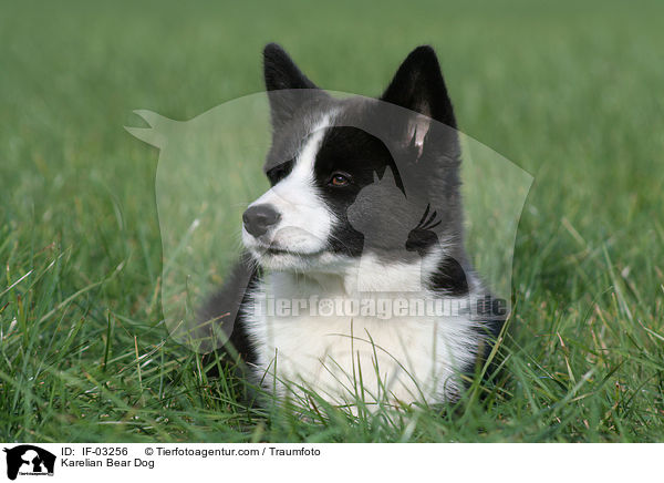 Karelischer Brenhund / Karelian Bear Dog / IF-03256