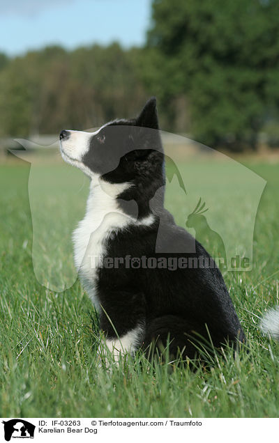 Karelian Bear Dog / IF-03263