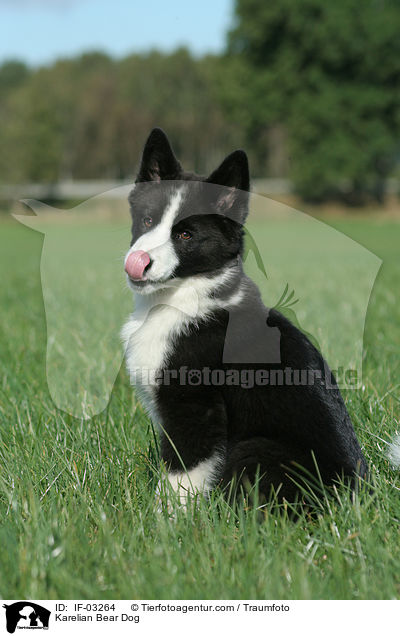 Karelian Bear Dog / IF-03264