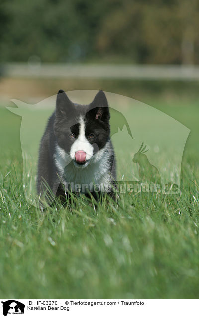 Karelischer Brenhund / Karelian Bear Dog / IF-03270