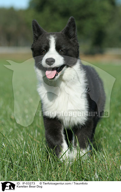 Karelischer Brenhund / Karelian Bear Dog / IF-03273