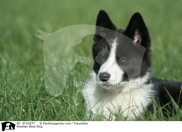 Karelian Bear Dog / IF-03277