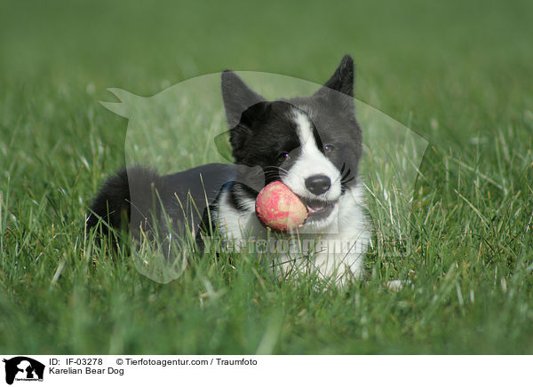 Karelian Bear Dog / IF-03278