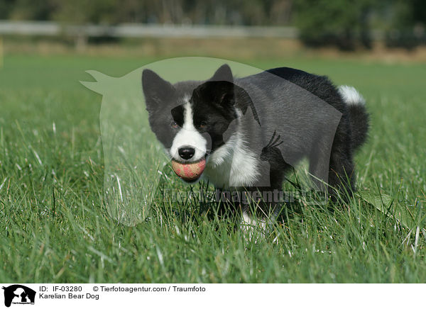 Karelian Bear Dog / IF-03280