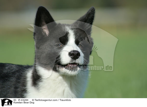 Karelian Bear Dog / IF-03284