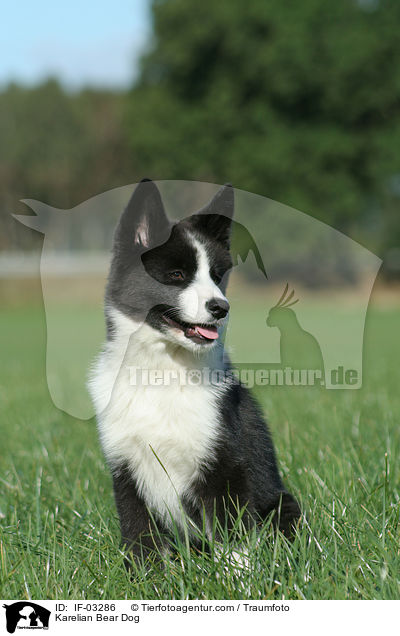 Karelian Bear Dog / IF-03286