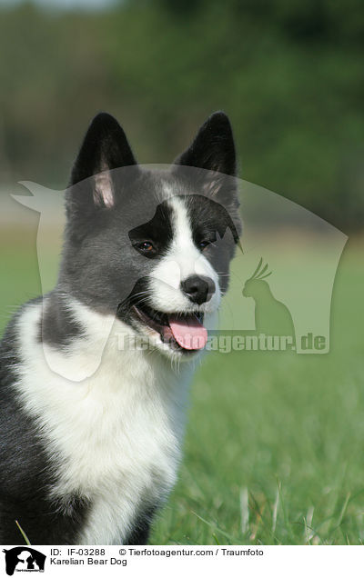 Karelischer Brenhund / Karelian Bear Dog / IF-03288