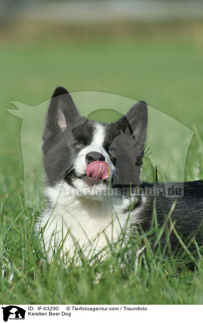 Karelian Bear Dog / IF-03290