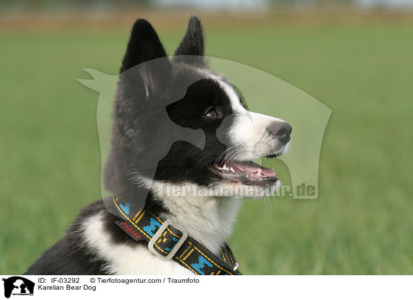 Karelian Bear Dog / IF-03292