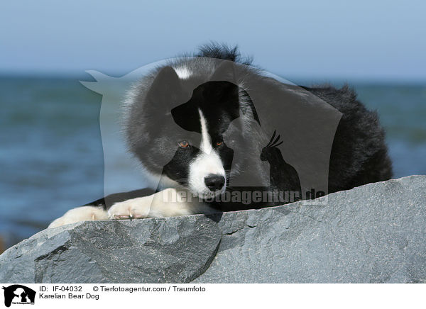 Karelian Bear Dog / IF-04032
