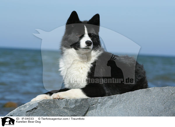 Karelian Bear Dog / IF-04033