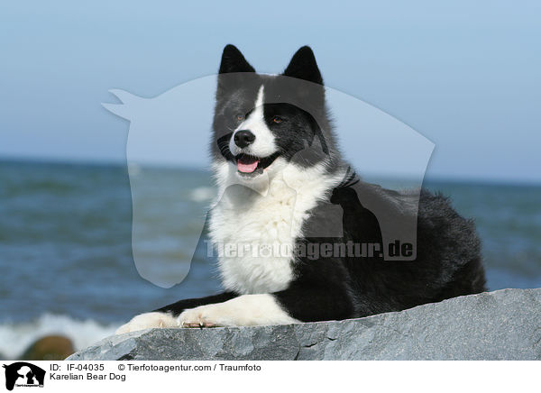 Karelian Bear Dog / IF-04035
