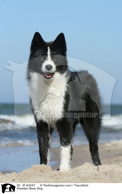 Karelian Bear Dog / IF-04047