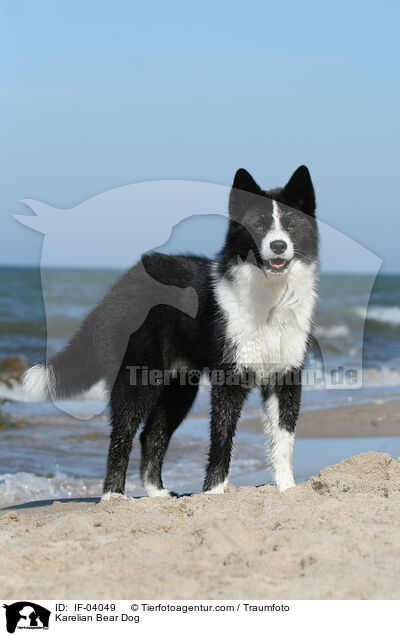 Karelian Bear Dog / IF-04049