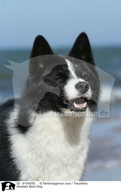Karelian Bear Dog / IF-04050
