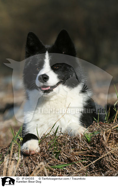 Karelian Bear Dog / IF-04055
