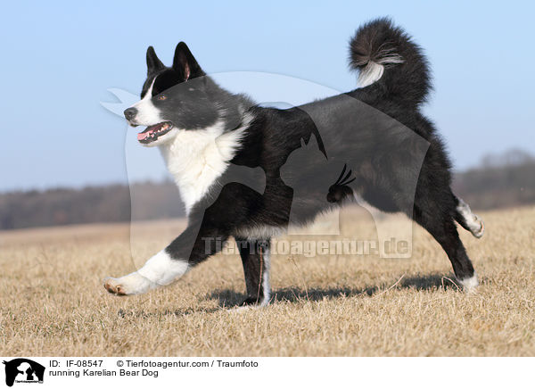 running Karelian Bear Dog / IF-08547