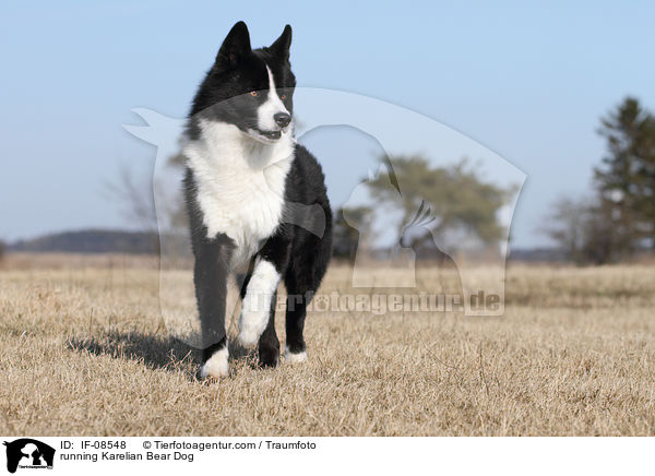 rennender Karelischer Brenhund / running Karelian Bear Dog / IF-08548