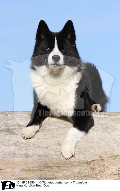 liegender Karelischer Brenhund / lying Karelian Bear Dog / IF-08550