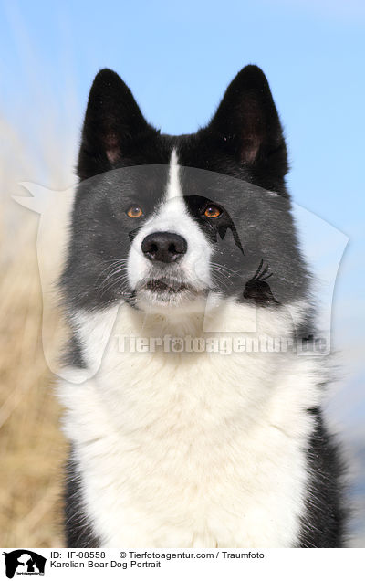 Karelian Bear Dog Portrait / IF-08558