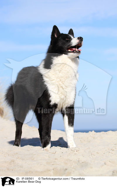 Karelischer Brenhund / Karelian Bear Dog / IF-08561