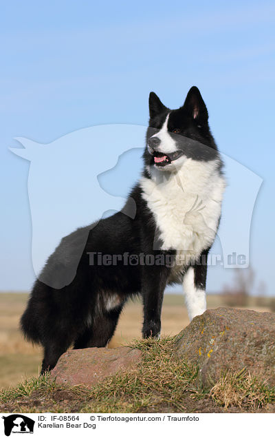 Karelischer Brenhund / Karelian Bear Dog / IF-08564