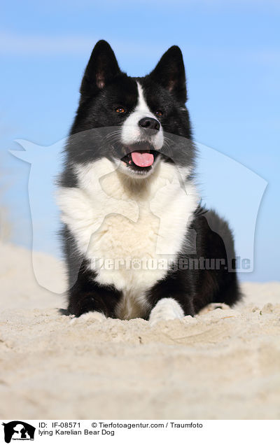 lying Karelian Bear Dog / IF-08571